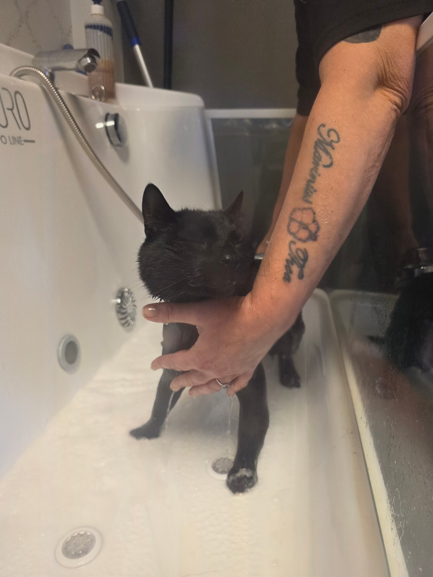 Katt i skånsomt bad i salongen