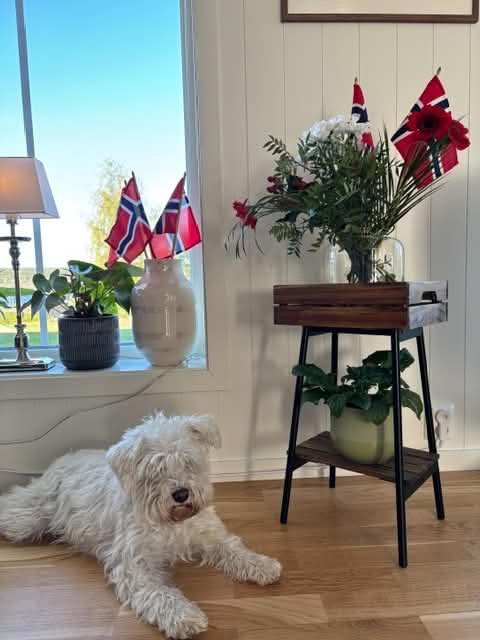 Hund før stell